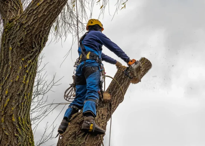 Experienced-Tree-Cutting-Service-Chesapeake-VA