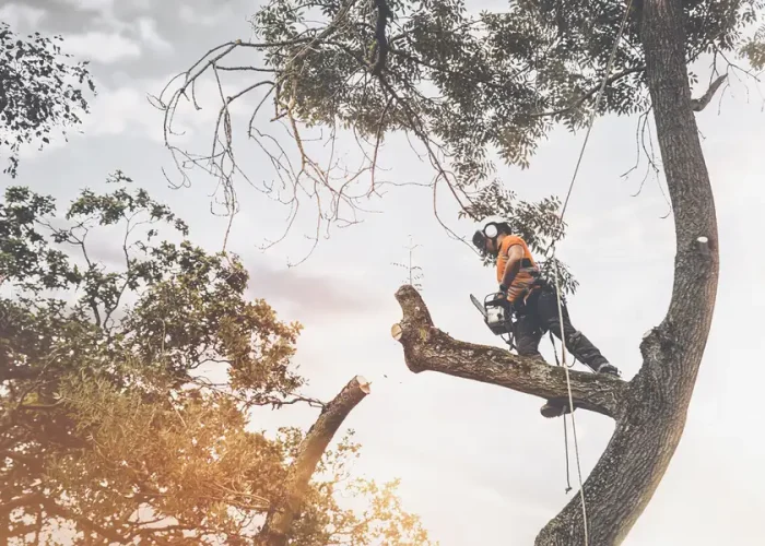 Premium-Tree-Cutting-Service-Chesapeake-VA